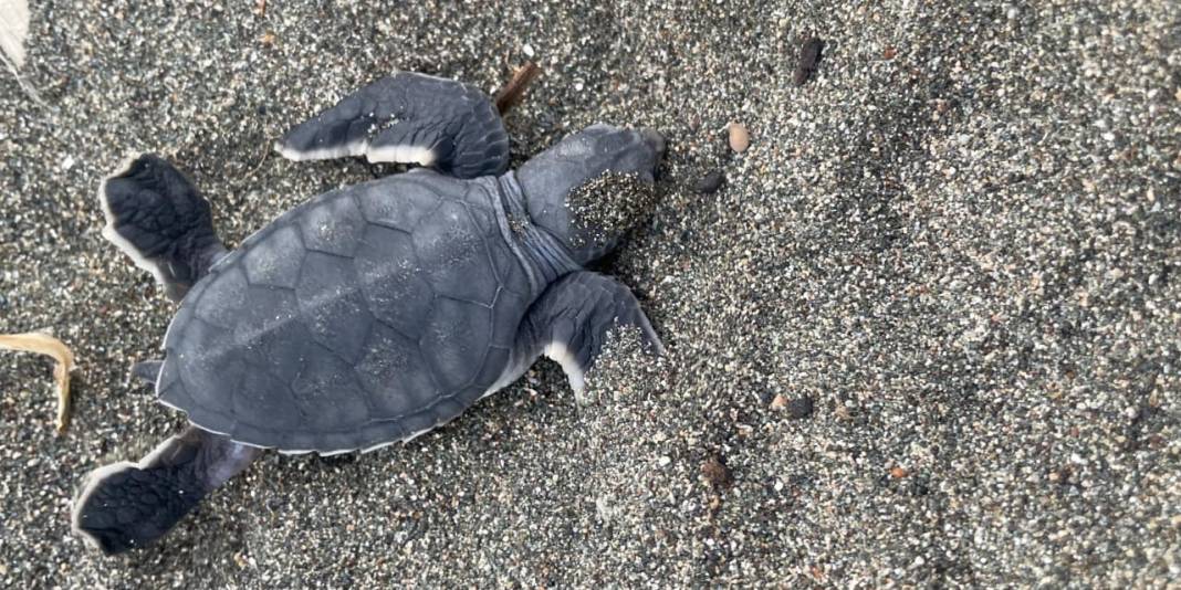 6 Şubat depremlerinde aksamıştı: Hatay'da yeşil kaplumbağalar yeniden koruma altında 1